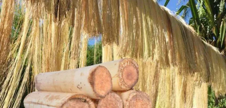 Banana Fibre